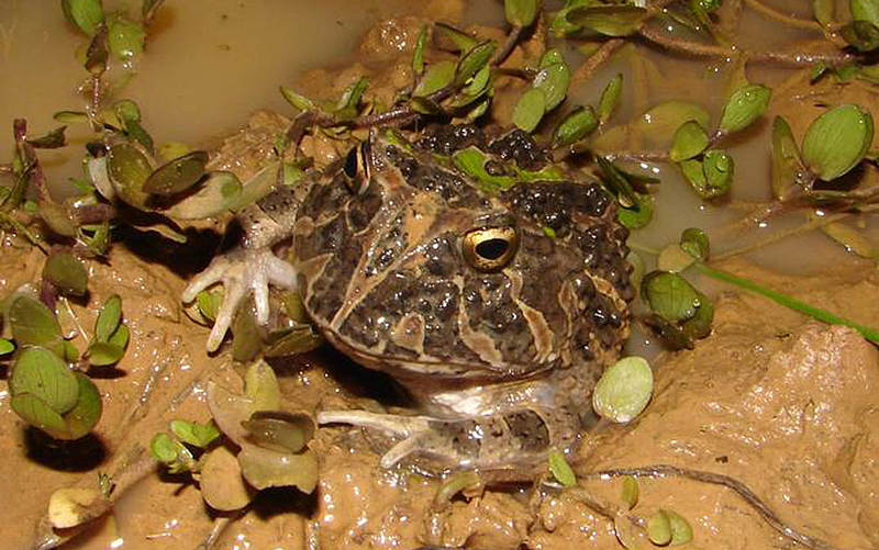 Un Ceratophrys actual. Foto: Wikipedia.